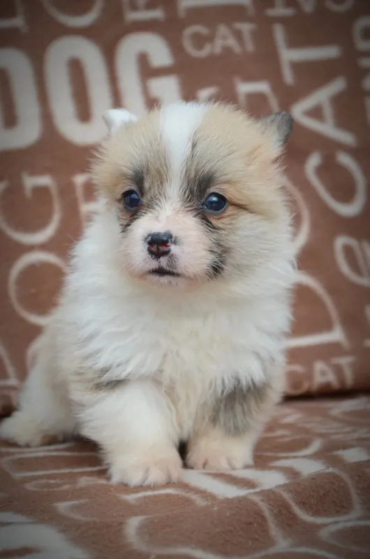 Velški Korgi Pembrok