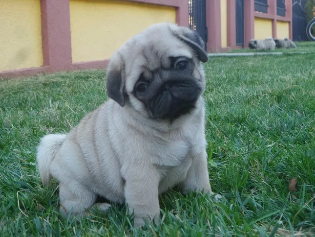 Mops štenci