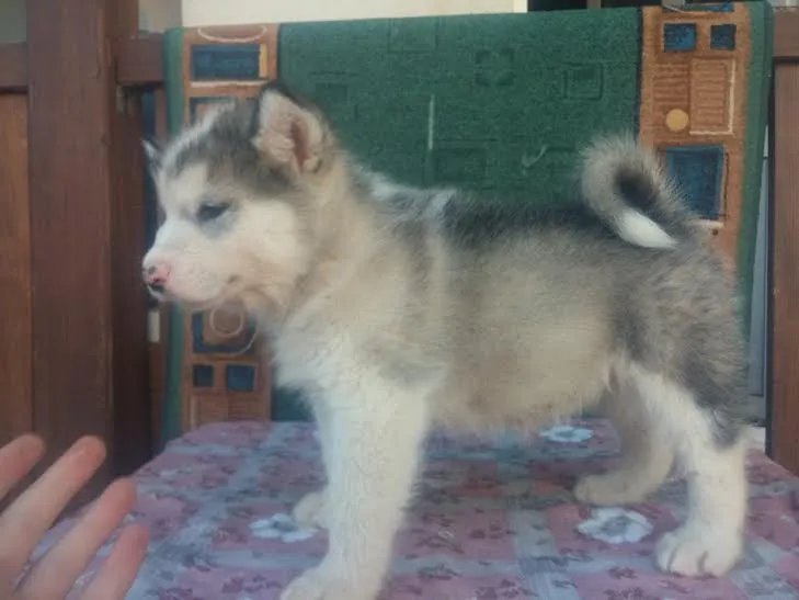 Stenci Aljaskog Malamuta