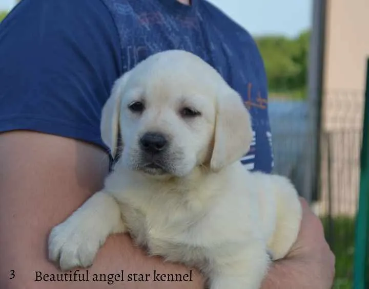 Labrador retriver 