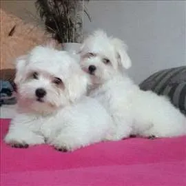 Coton de Tulear