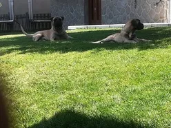 Bullmastiff musko stene na prodaju