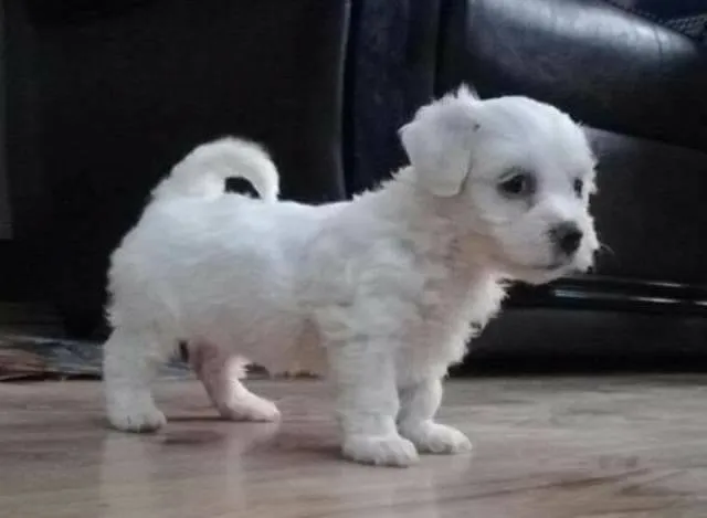 Maltezer, štenci sa pedigreom