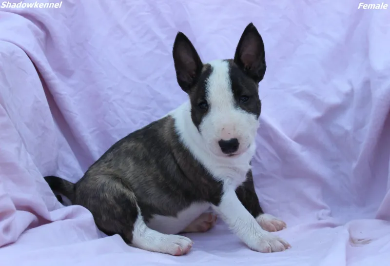 Mini Bull Terijer štenci