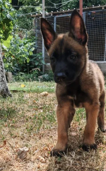 Belgijski ovcar - Malinoa stenci