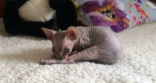 Sphynx mačići traže najbolje kuće