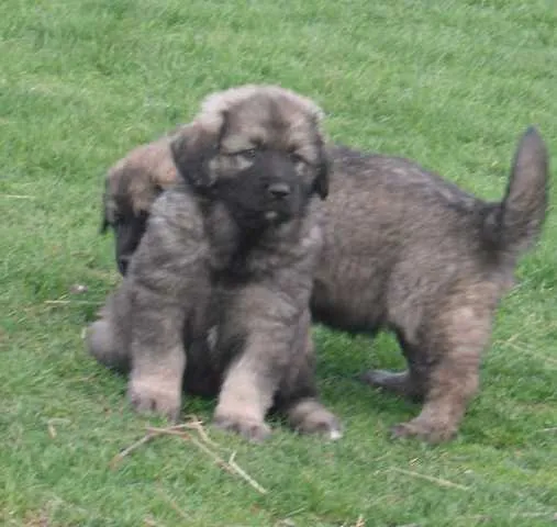 Sarplaninac, novi stenci od Kojica