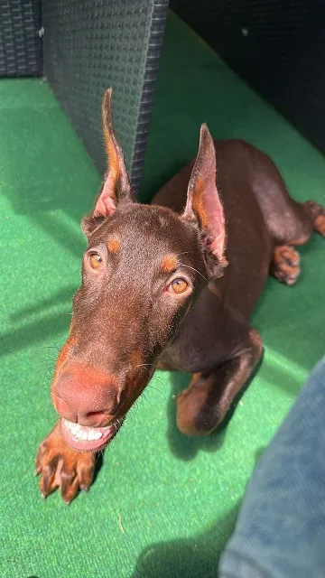 Doberman štenci