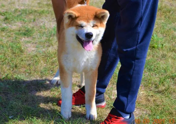 Akita inu