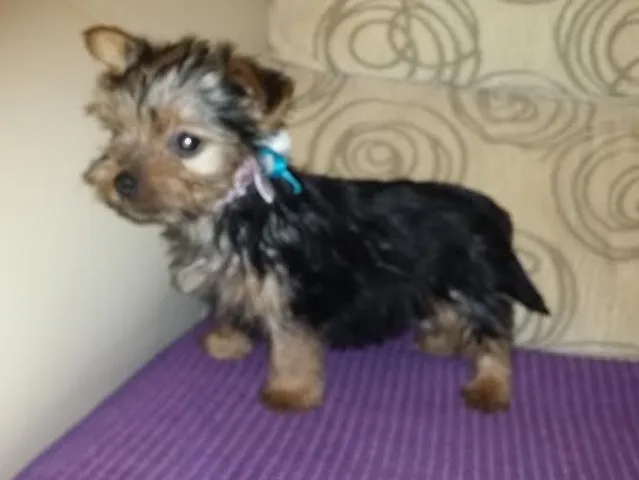 Musko stene Jorksir terijera