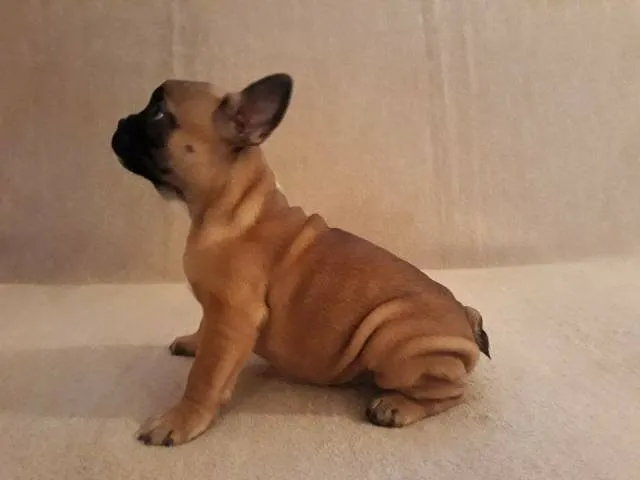 Francuski buldozi stenad