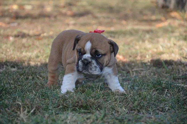 Engleski buldog, zensko stene