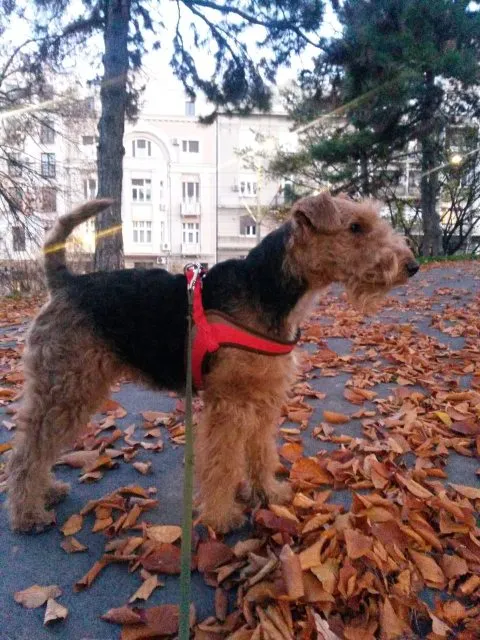 Velški terijer, živahni štenci