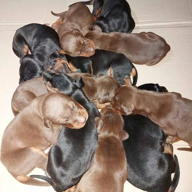 Doberman stenci