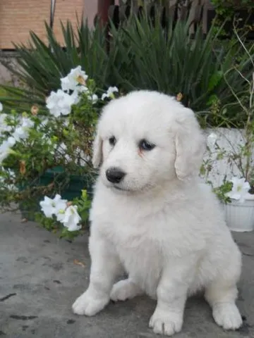 Madjarski kuvas - stenci na prodaju