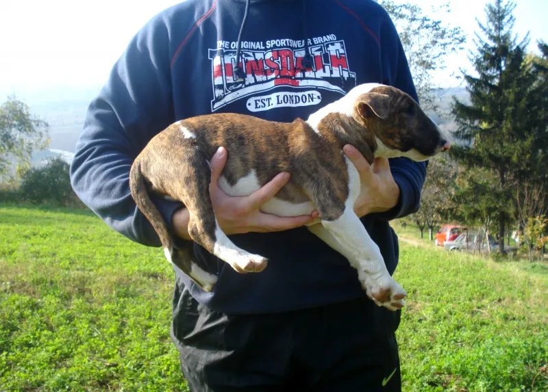 Bull Terrier