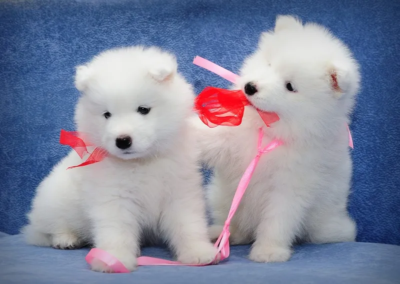 čistokrvne samoyed štene za prodaju