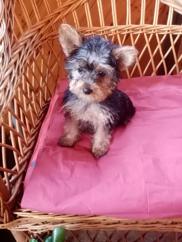 Jorkširski terijer YORKI