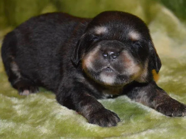TIBETSKI MASTIFF stenci vrhunskog kvaliteta