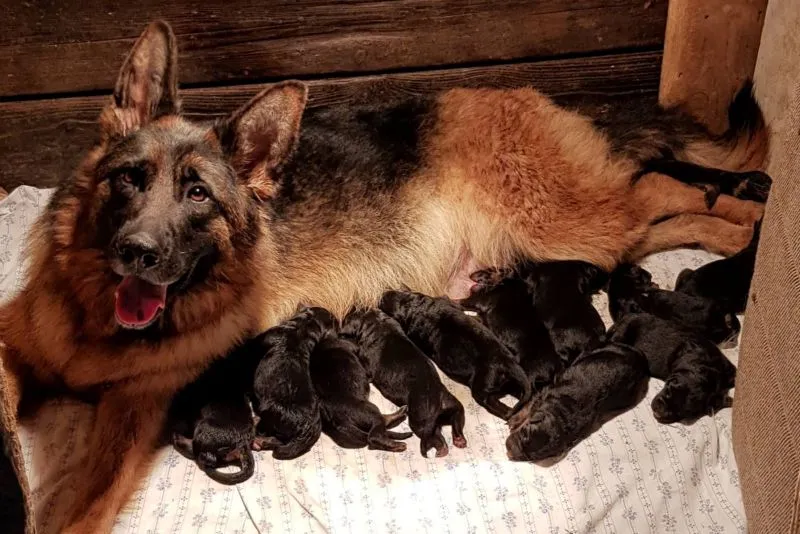 NEMAČKI OVČARI - vrhunska krvna linija - NOVO LEGLO! 
