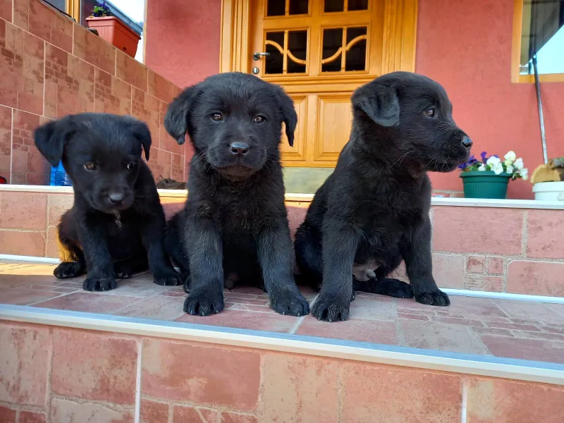 Stenci Labrador Retrivera