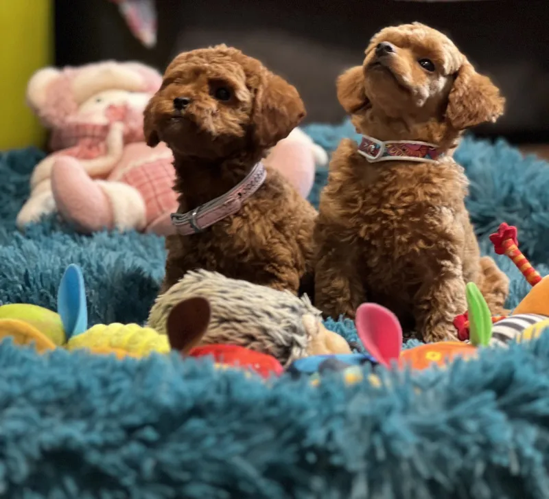 Toy pudle