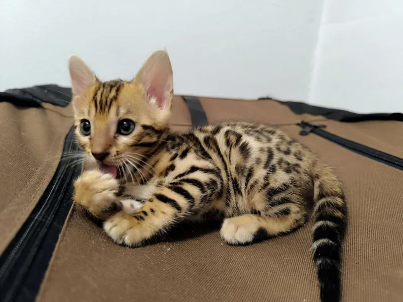 Bengalske macke, bengalsko mace, bengalski macici