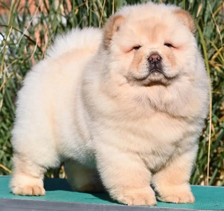 Chow Chow Cau Cau Čau Čau