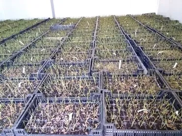 AKCIJA - Sadnice americke borovnice