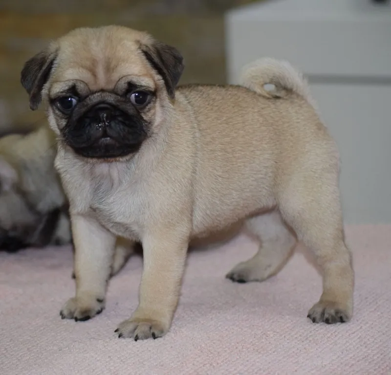 Mops štenci na prodaju