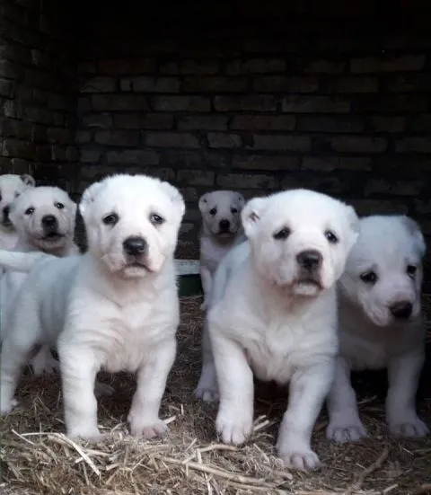 Srednjeazijski ovcar, azijat stenci