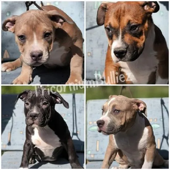 American Bully Klassic/Standard  