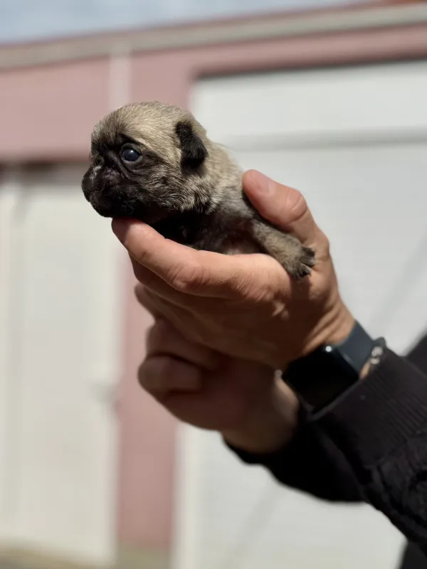 Mops prelepo žensko štene