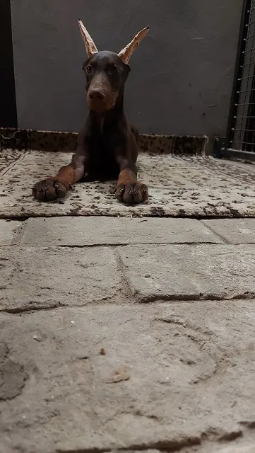 Doberman štenci