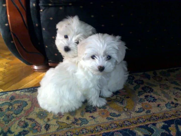 Maltezer  kucici na prodaju 