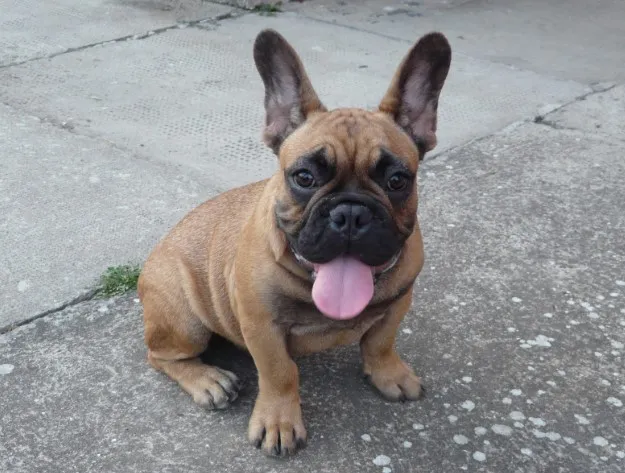 Francuski buldog muško štene