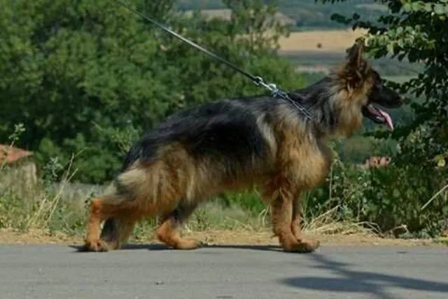 Nemacki ovcar, zenka