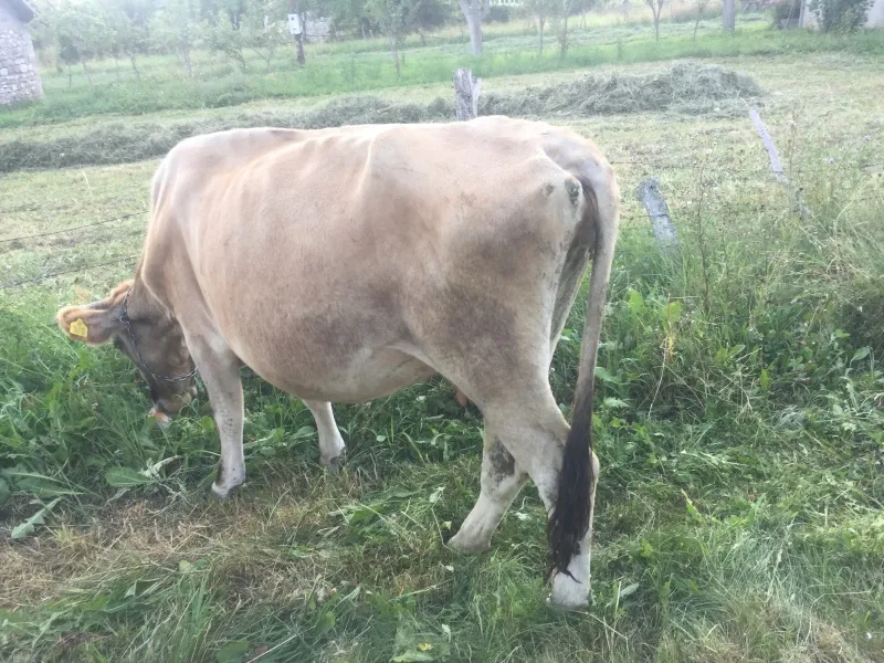 Prodajem kravu za držanje, starosti između 5-6 godina.