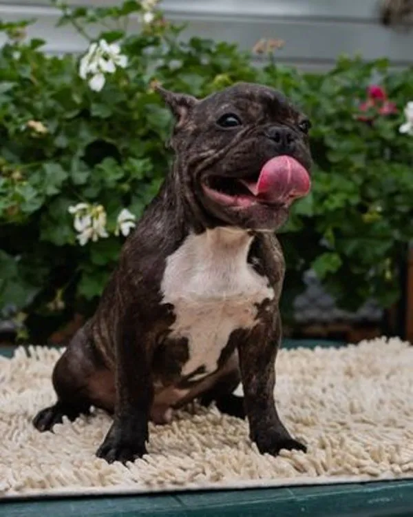 Francuski buldog štenci