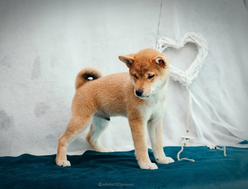 Shiba inu Šiba inu 