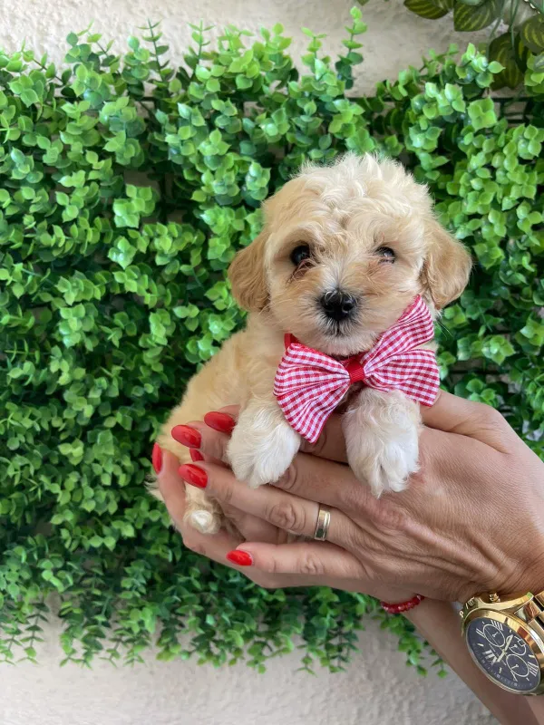 Maltipoo štenci