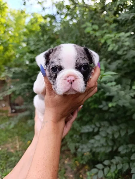 Francuski buldog štenci