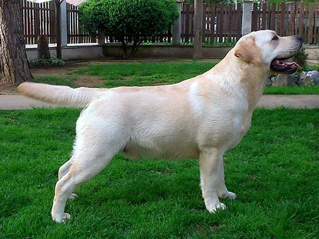 Labrador stenci crne i bele boje 