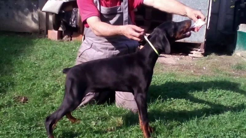 DOBERMAN – prelepe zenkice
