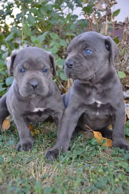 Cane Corso, stenci