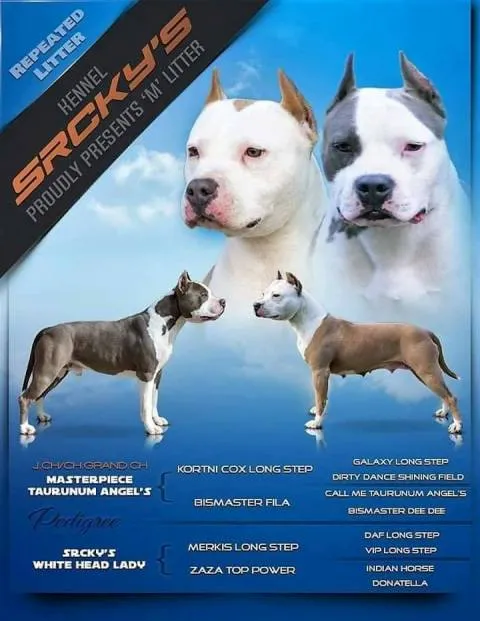 Americki Stafordski terijer, stenci