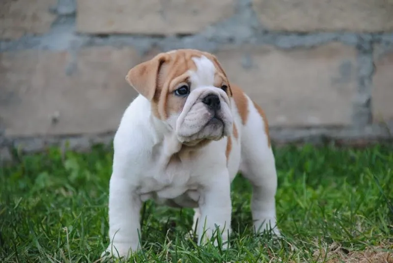 Engleski Buldog, štenad 