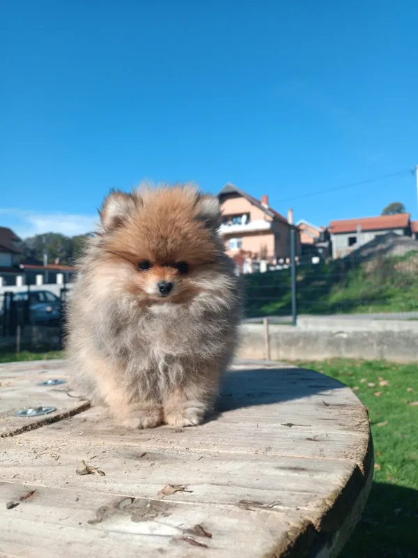 Pomeranski spic DOSTAVA 