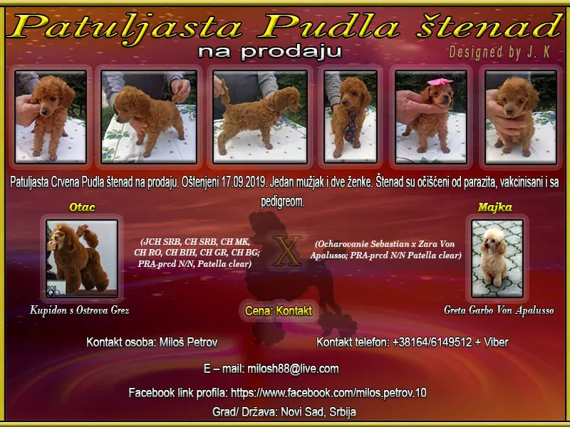 Patuljasta Crvena Pudla