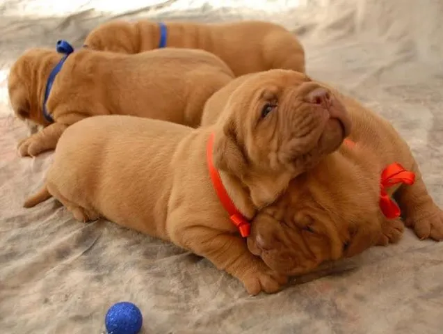 Bordoska doga - stenci izlozbenog potencijala